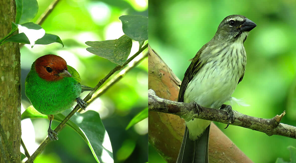 birding colombia hacienda la sierra hotel coffee experience