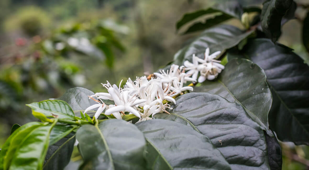 Coffee hacienda la sierra hotel colombia