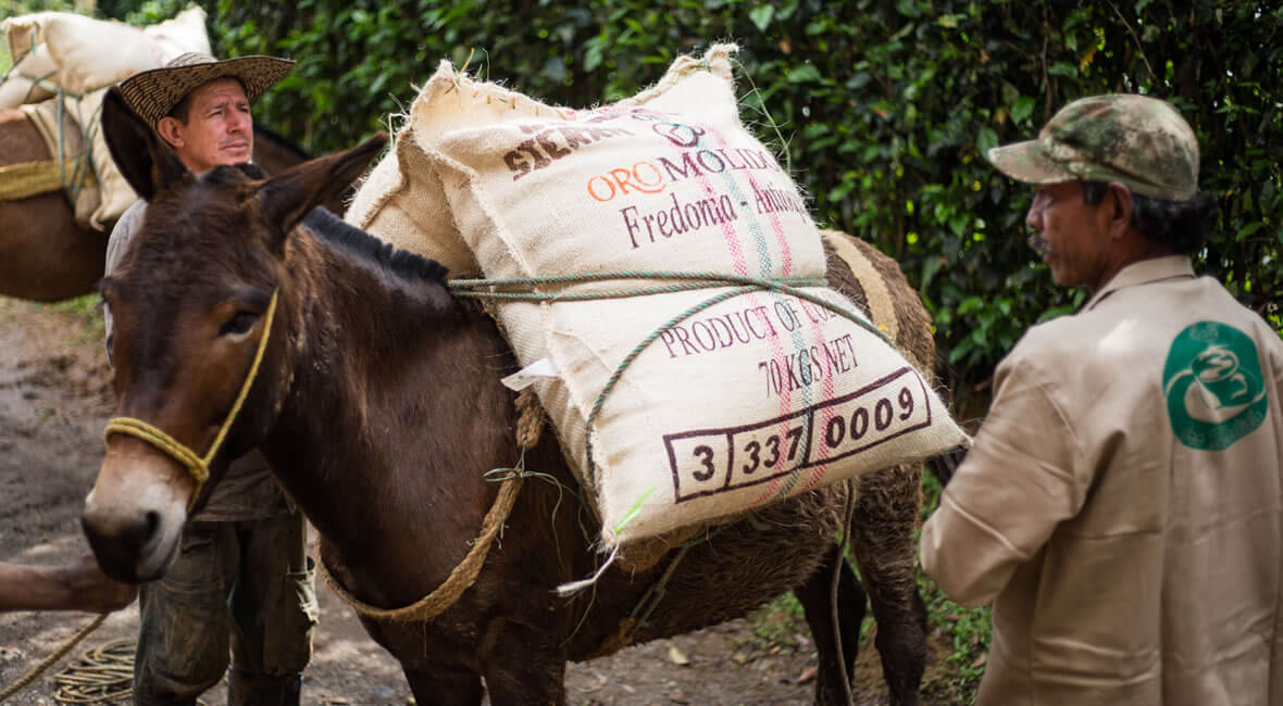 Coffee hacienda la sierra hotel colombia