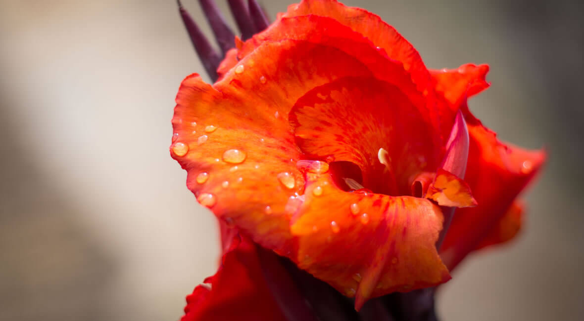 birding colombia hacienda la sierra hotel coffee experience