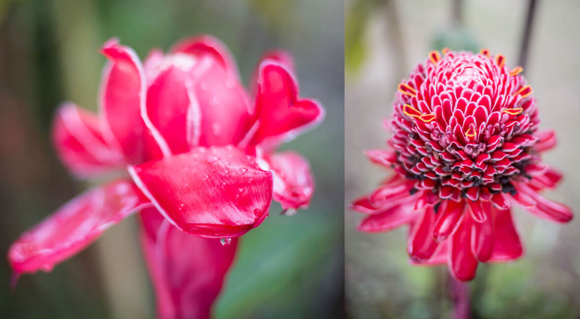 birding colombia hacienda la sierra hotel coffee experience