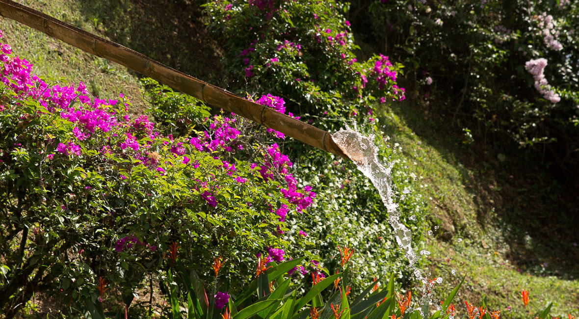 birding colombia hacienda la sierra hotel coffee experience
