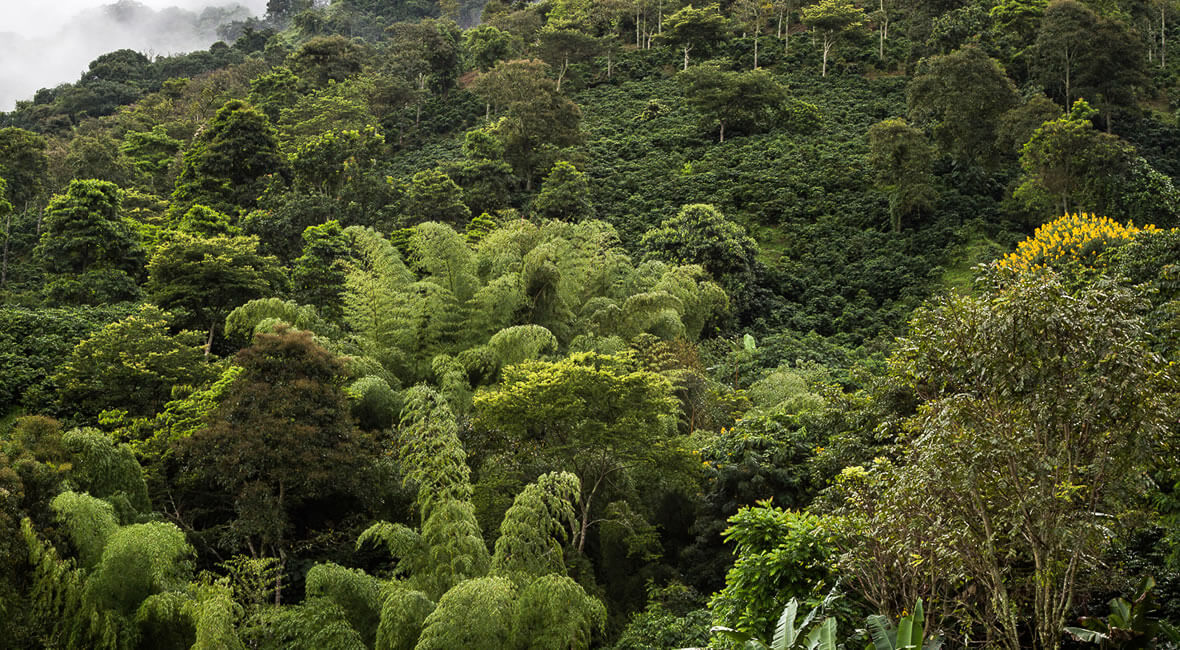 birding colombia hacienda la sierra hotel coffee experience