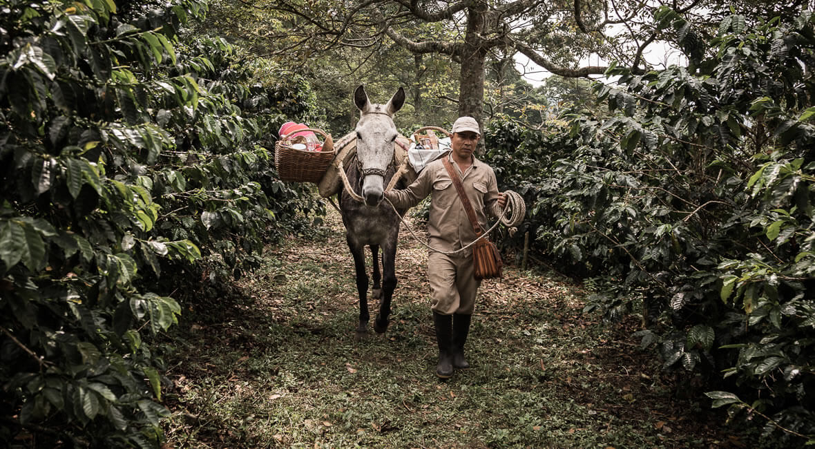 food hacienda la sierra hotel colombia coffee experience