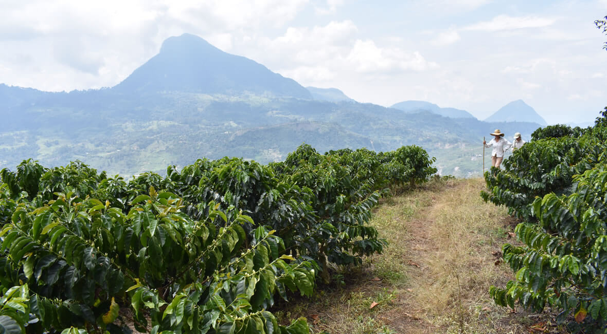 hiking hacienda la sierra hotel colombia coffee