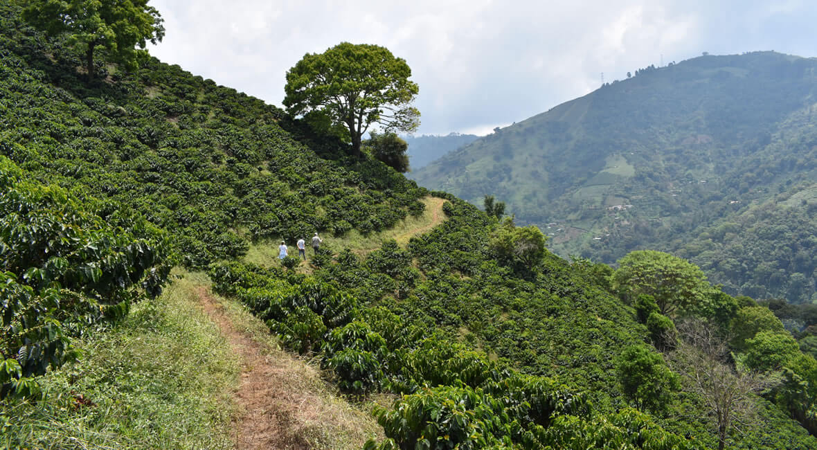 hiking hacienda la sierra hotel colombia coffee