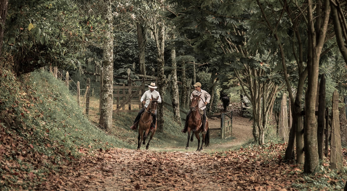 horses hacienda la sierra hotel colombia coffee experience