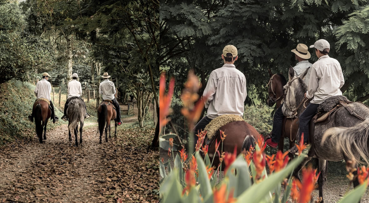 horses hacienda la sierra hotel colombia coffee experience