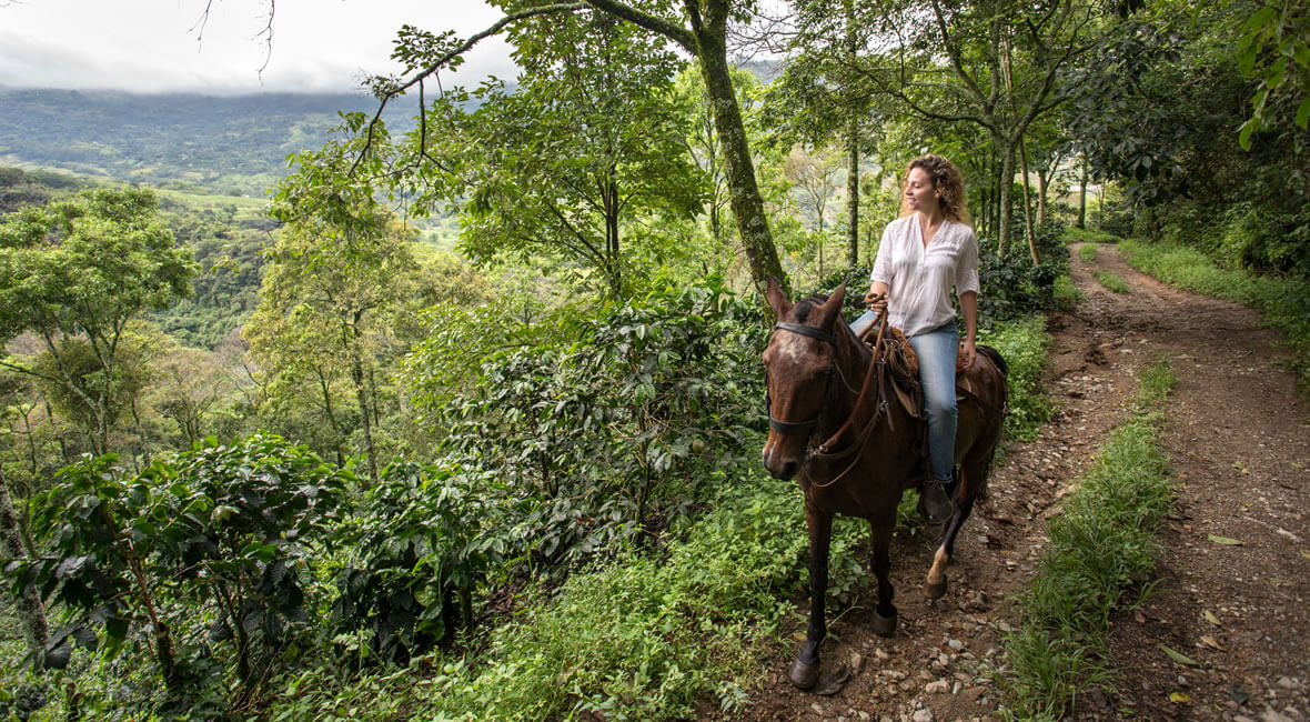 horses hacienda la sierra hotel colombia coffee experience
