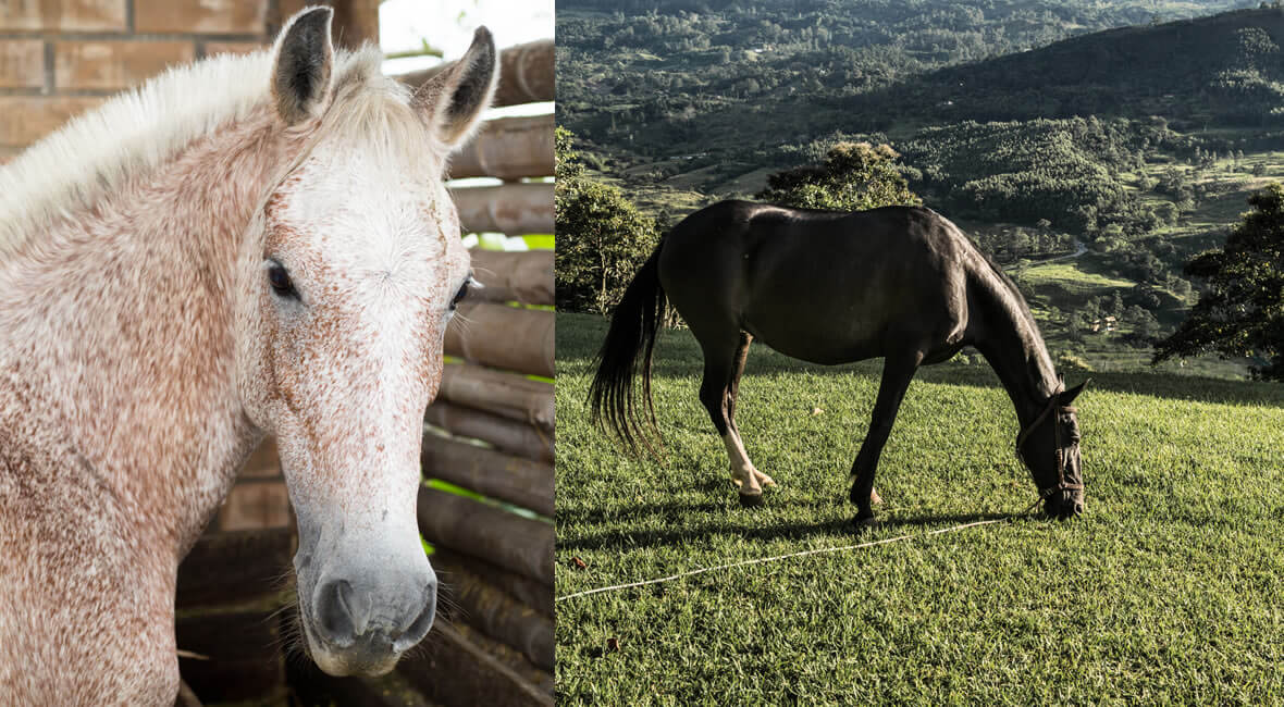 horses hacienda la sierra hotel colombia coffee experience
