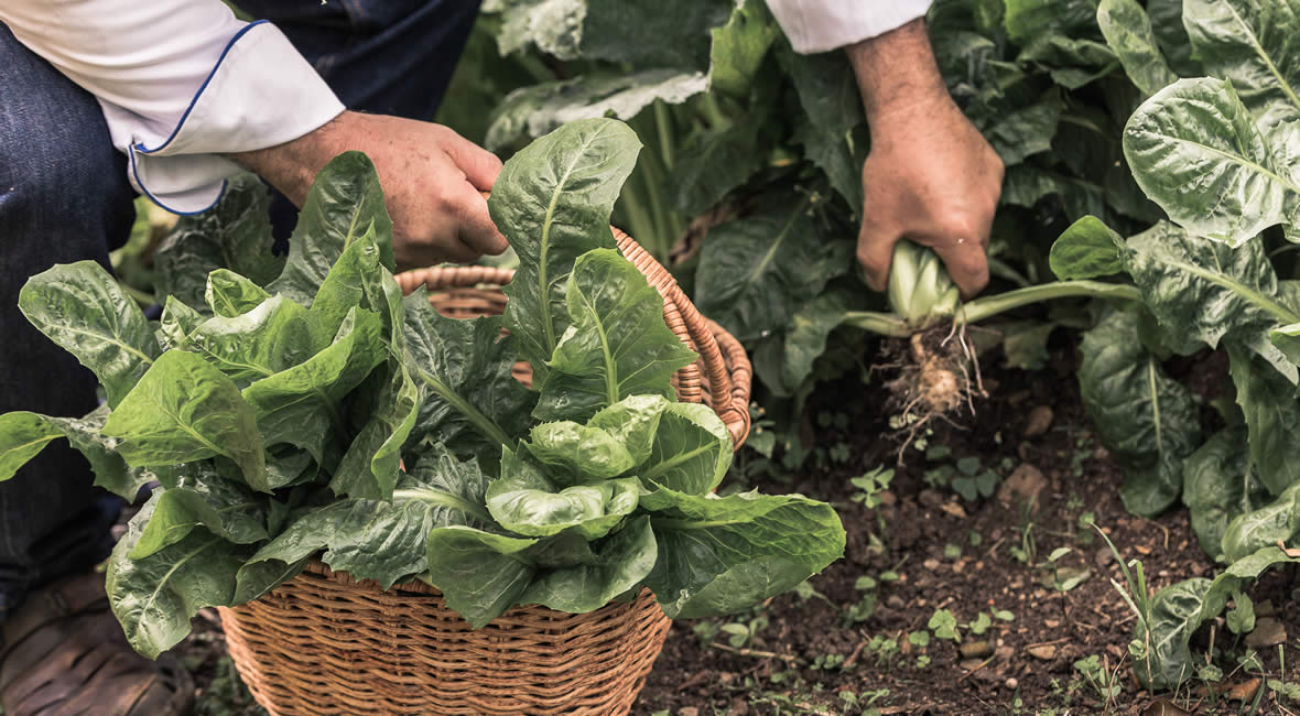 food hacienda la sierra hotel colombia coffee experience