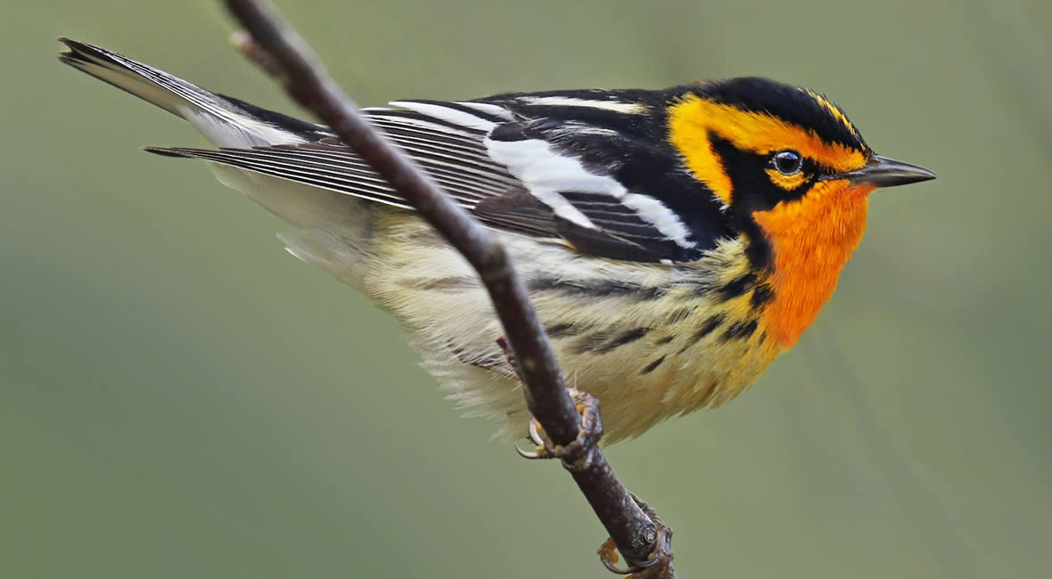 birding colombia hacienda la sierra hotel coffee experience