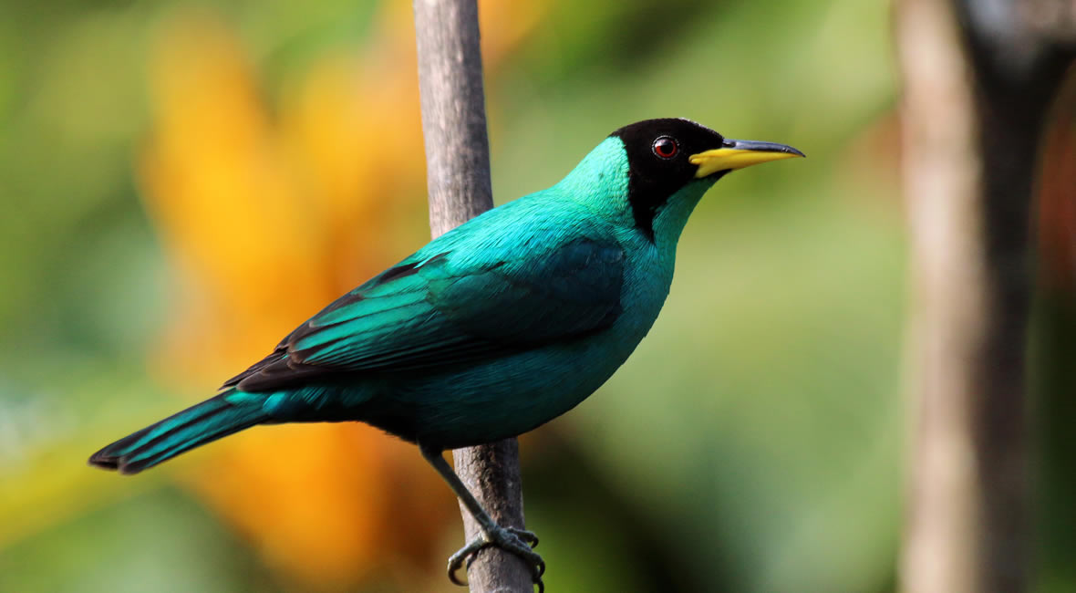 birding colombia hacienda la sierra hotel coffee experience